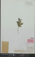 Isotype of Ficus antithetophylla Steud. ex Miq. [family MORACEAE]