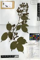 Holotype of Rubus trichanthus A.Beek [family ROSACEAE]