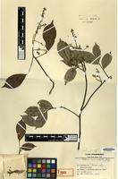 Holotype of Talisia microphylla Uittien [family SAPINDACEAE]