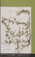 Isotype of Petunia mantiqueirensis T.Ando & Hashim. [family SOLANACEAE]