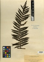 Isotype of Cyathea heterochlamydea Copel. [family PTERIDOPHYTA]