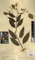Syntype of Mussaenda polyneura King [family RUBIACEAE]