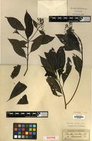 Isotype of Pavetta montana Reinw. ex Blume var. borneensis Korth. ex Miq. [family RUBIACEAE]