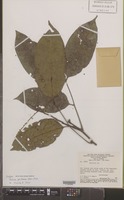 Isotype of Talisia ghilleana Acev.-Rodr. [family SAPINDACEAE]