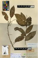 Holotype of Antidesma puncticulatum Miq. [family PHYLLANTHACEAE]
