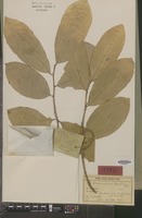 Type of Cinnamodendron tenuifolium Uittien [family CANELLACEAE]