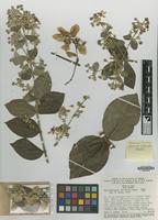Isotype of Banisteriopsis variabilis B.Gates [family MALPIGHIACEAE]