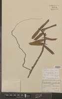 Isotype of Calyptrochilum orientale Schltr. [family ORCHIDACEAE]