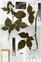 Holotype of Rubus trichanthus A.Beek [family ROSACEAE]
