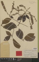 Type of Alseis latifolia Gleason [family RUBIACEAE]