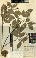 Holotype of Talisia microphylla Uittien [family SAPINDACEAE]