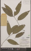 Isotype of Talisia ghilleana Acev.-Rodr. [family SAPINDACEAE]