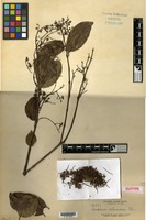 Isotype of Ardisia ochracea Elmer [family MYRSINACEAE]