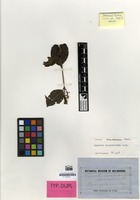 Isotype of Scaevola enantophylla F.Muell. [family GOODENIACEAE]