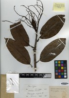 Isotype of Mangifera rigida Blume [family ANACARDIACEAE]