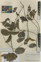 Isotype of Banisteriopsis krukoffii B.Gates [family MALPIGHIACEAE]