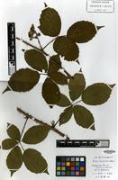 Holotype of Rubus trichanthus A.Beek [family ROSACEAE]