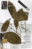 Isotype of Coussarea evoluta Steyerm. [family RUBIACEAE]