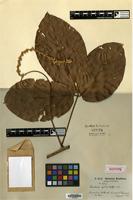 Isotype of Paullinia hystrix Radlk. [family SAPINDACEAE]