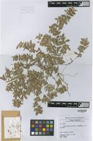 Type of Guilleminea chacoënsis Pedersen [family AMARANTHACEAE]