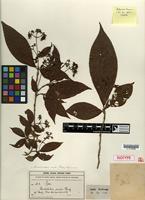 Isotype of Rondeletia ovata Rusby [family RUBIACEAE]
