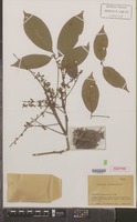Isotype of Paullinia integra Cuatrec. [family SAPINDACEAE]
