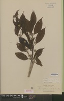 Isotype of Sarcocephalus multicephalus Elmer [family RUBIACEAE]