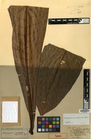 Type of Buchanania oxyrhachis Miq. [family ANACARDIACEAE]