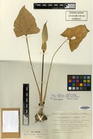 Isotype of Arum maculatum L. subsp. danicum Prime [family ARACEAE]