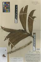 Isotype of Ficus ramiflora Standl. [family MORACEAE]
