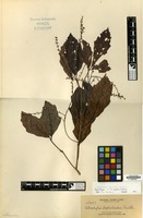 Isotype of Allophylus leptocladus Radlk. [family SAPINDACEAE]