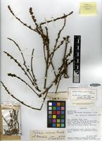 Isotype of Talisia amaruayana Steyerm. [family SAPINDACEAE]