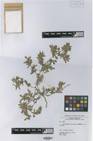 Isotype of Guilleminea chacoënsis Pedersen [family AMARANTHACEAE]