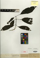 Type of Pavetta indica L. var. multiflora Koord. & Valeton [family RUBIACEAE]