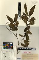 Isotype of Randia alveolata Elmer [family RUBIACEAE]