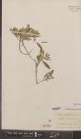 Isotype of Pavetta venenata Hutch. & E.A.Bruce [family RUBIACEAE]