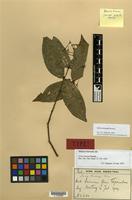 Isolectotype of Ixora versteegii Bremek. [family RUBIACEAE]