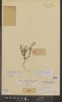 Type of Celosia humilis Suess. [family AMARANTHACEAE]