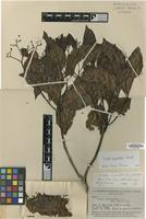 Isotype of Cordia lomatoloba I.M.Johnst. [family BORAGINACEAE]