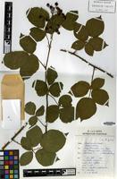 Holotype of Rubus laevicaulis A.Beek [family ROSACEAE]