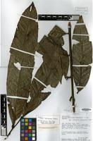 Isotype of Talisia amaruayana Steyerm. [family SAPINDACEAE]