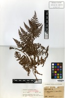 Isosyntype of Dryopteris sacrosancta Koidz. [family PTERIDOPHYTA]