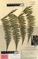 Holotype of Pseudophegopteris tenggerensis Holttum [family THELYPTERIDACEAE]