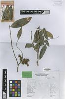 Type of Duguetia sooretamae Maas [family ANNONACEAE]