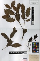 Type? of Nauclea lanceolata Blume [family RUBIACEAE]