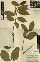 Isotype of Grewia stolzii Ulbr. [family MALVACEAE]
