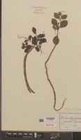 Isotype of Peperomia kyimbilana C.DC. [family PIPERACEAE]