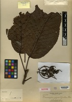 Isotype of Elaeocarpus gigantifolius Elmer [family ELAEOCARPACEAE]