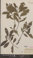 Isotype of Pavetta yalaensis Bremek. [family RUBIACEAE]