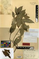 Isolectotype of Ixora versteegii Bremek. [family RUBIACEAE]